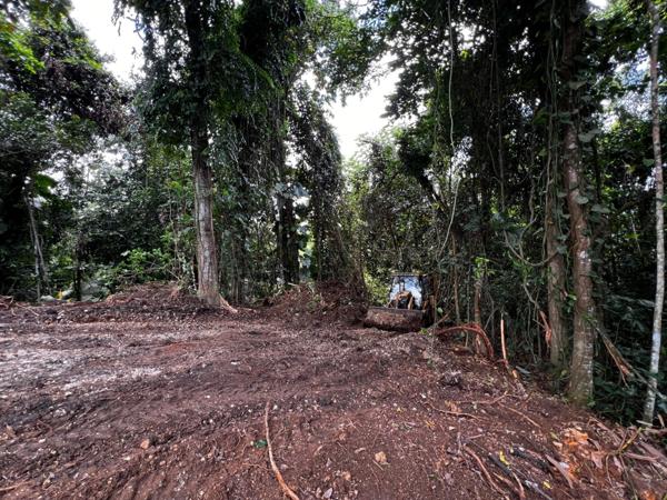 Magnifique terrain à vendre de 3 882 m² en pleine forêt tropicale en lisière de rivière