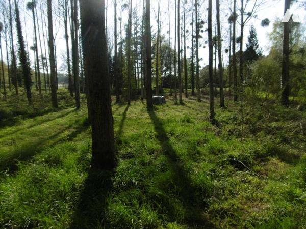 PARCELLE DE BOIS 