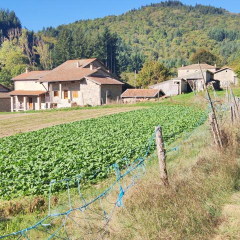 St Martin de Valamas -Propriété Rurale : 2 maisons de village mitoyennes en pierres (9 pièces) écurie, dépendances, 5000 m2 attenant, en tout 3 hectares
