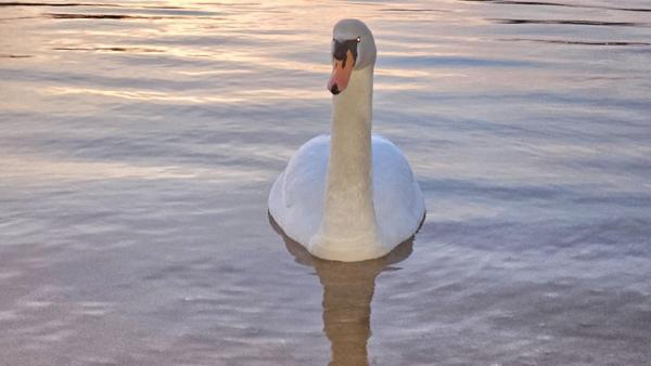 95000 CERGY - MURS, maison à réhabiliter près d'hôtel prestige terrain 685 m²