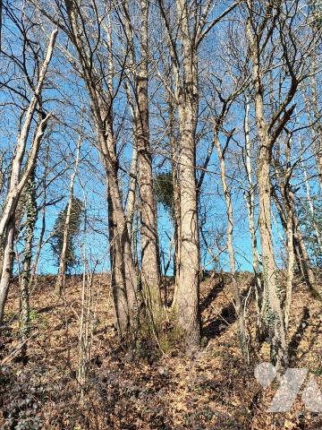 A vendre à Saint Fraimbault de prières(53), un taillis de 1 640 m².