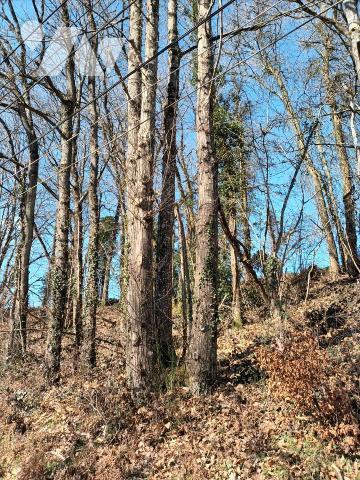 A vendre à Saint Fraimbault de prières(53), un taillis de 1 640 m².