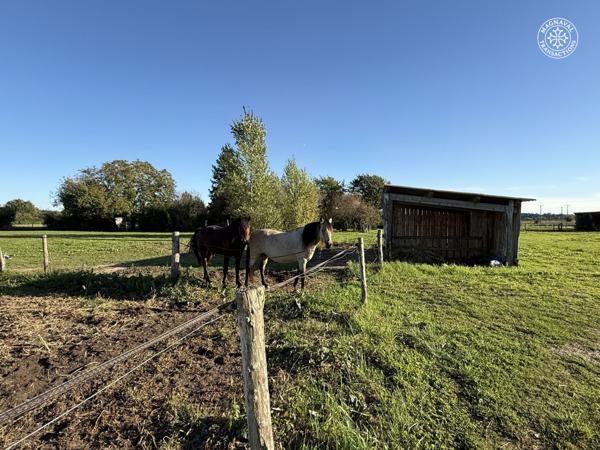 Gaillac (81600) Centre équestre aux portes de Gaillac (Tarn)