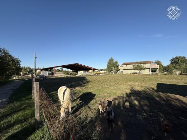 Gaillac (81600) Centre équestre aux portes de Gaillac (Tarn)