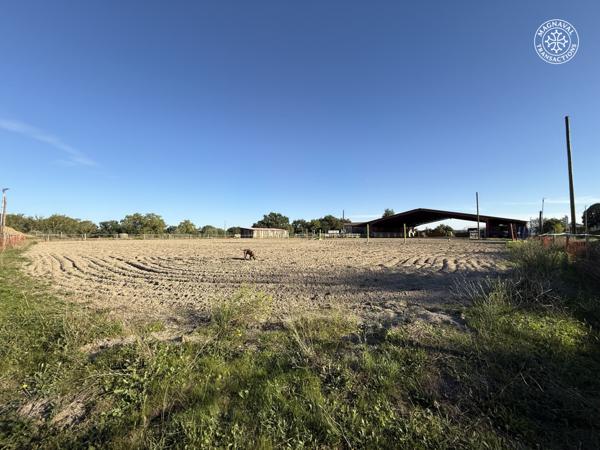 Gaillac (81600) Centre équestre aux portes de Gaillac (Tarn)