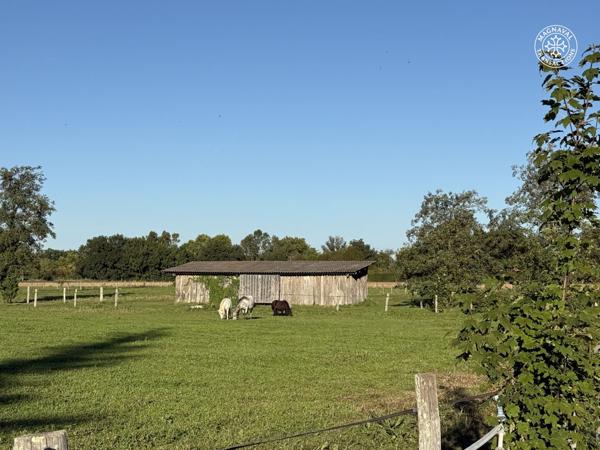 Gaillac (81600) Centre équestre aux portes de Gaillac (Tarn)