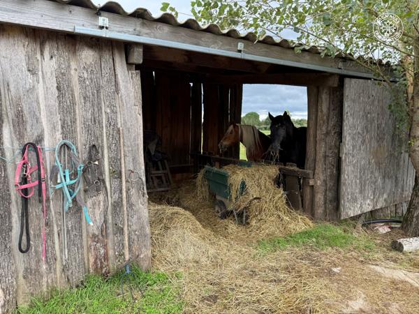Gaillac (81600) Centre équestre aux portes de Gaillac (Tarn)