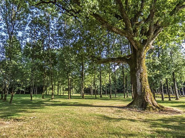 Nieul-le-Dolent (85430) Terrain d’environ 13 512 m², composé de 2 étangs, d'une prairie et d'une forêt