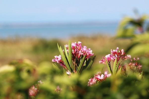 Maison vue mer à Port des Barques