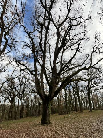 Mauvezin (32120) La “Maison dans les bois” – Authentique Gasconne en pierre sur près de 2 hectares