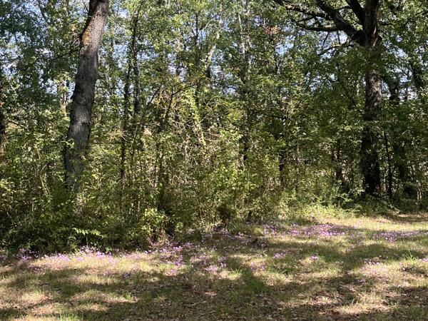 Mauvezin (32120) La “Maison dans les bois” – Authentique Gasconne en pierre sur près de 2 hectares