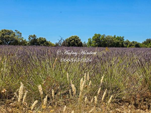 EXCLUSIVITE,  ALLEMAGNE en PROVENCE,  proche RIEZ, PROPRIETE au calme absolu composée d'une habitation de 150 m² + maisonnette sur 15 HA avec vue fabuleuse