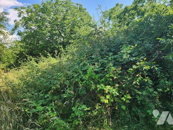 Rare secteur Lac d'Orient - Verger / terrain naturel de 3 310 m² avec double accès véhicule

...