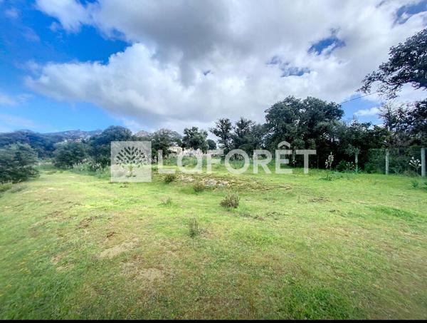 Achat terrain Calvi - 2000 m² - 635 000 €