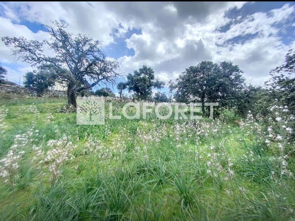 Achat terrain Calvi - 2000 m² - 635 000 €