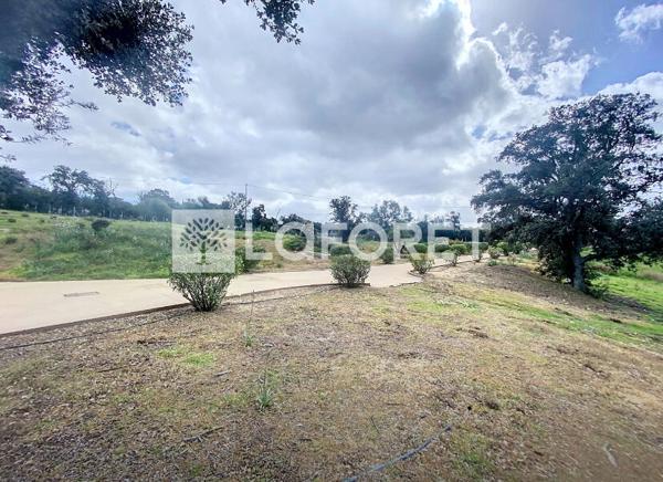 Achat terrain Calvi - 2000 m² - 635 000 €