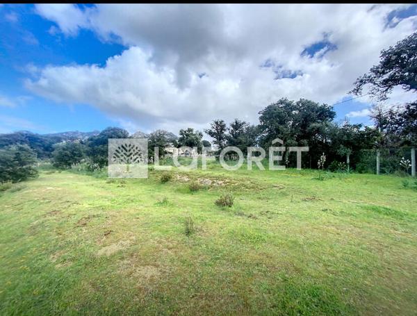 Achat terrain Calvi - 2000 m² - 635 000 €