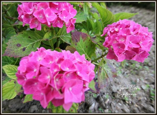 VAUJOURS Maison 4 pièces - 92 m2 avec sous-sol total