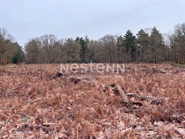 Terrain à Molac ? Parcelle défrichée idéale loisirs & apiculture ? 8 980 m²