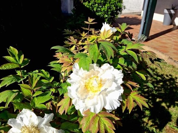 MAISON A VENDRE 7 PIECES 180 M2 AVEC UN GITE 35 M2 ET PISCINE SUR CASTELJALOUX (47)