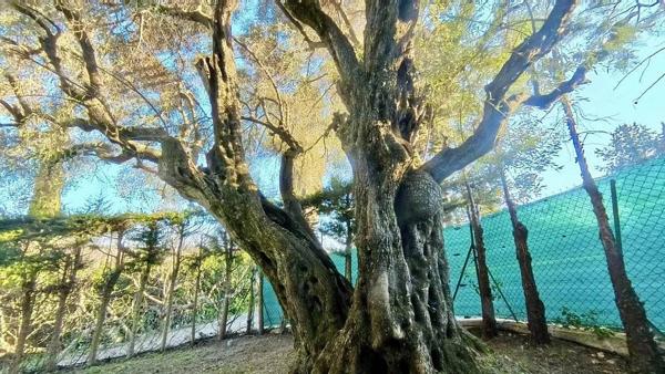 Villa de Charme à Vence 342m² - 5 Chambres - Aperçu Mer - Piscine - Terrasses et Jardin Paysagé