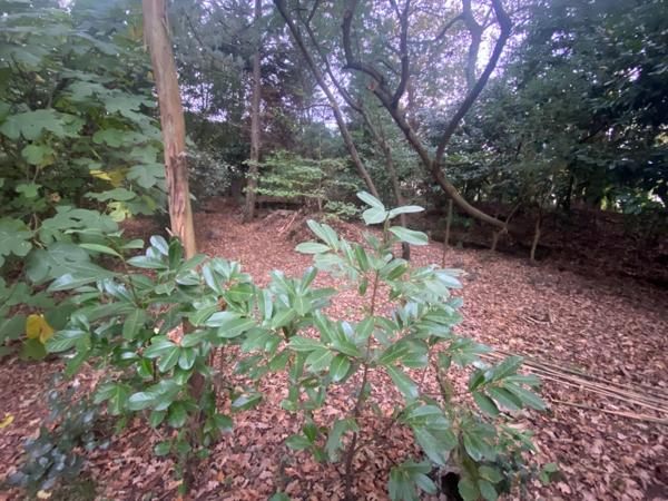 Terrain constructible de 1 055M2 proche des commodités à SAINT PIERRE DU MONT (40)