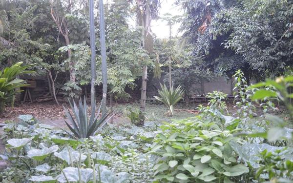 Maison à vendre    4 pièces •  Vieux-Habitants