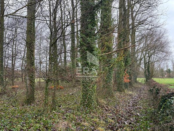 Parcelle boisée avec hangar et accès rivière