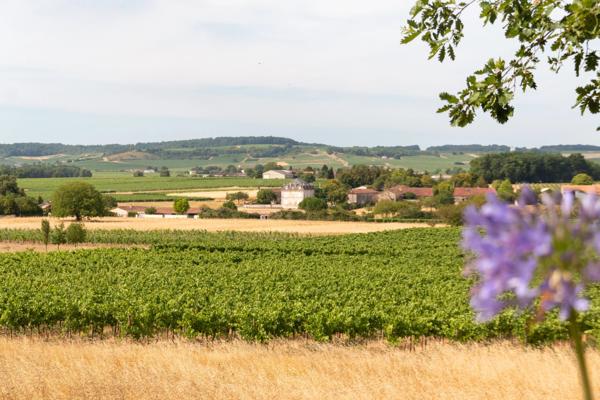 Maison moderne avec piscine et belle vue sur le vignoble