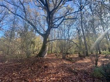Terrain de loisirs - Bois - Etang à vendre à La Ferté-Imbault dans le Loir-et-Cher (41300), ref : 044/2044