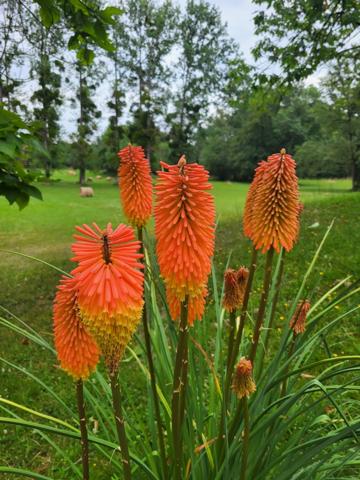 Propriété 9 pièces cadre enchanteur GALGON (33)