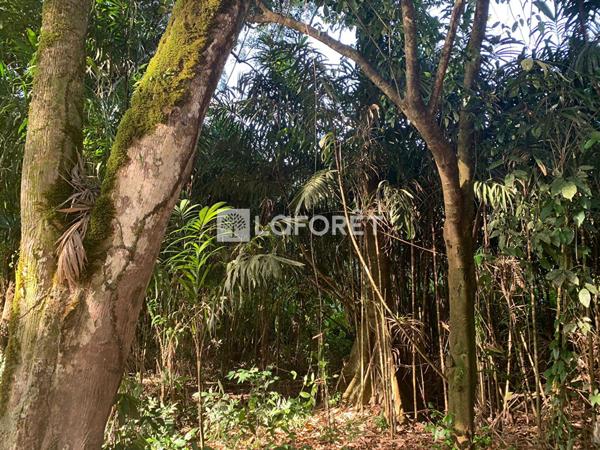 Achat terrain Mana - 20660 m² - 92 000 €