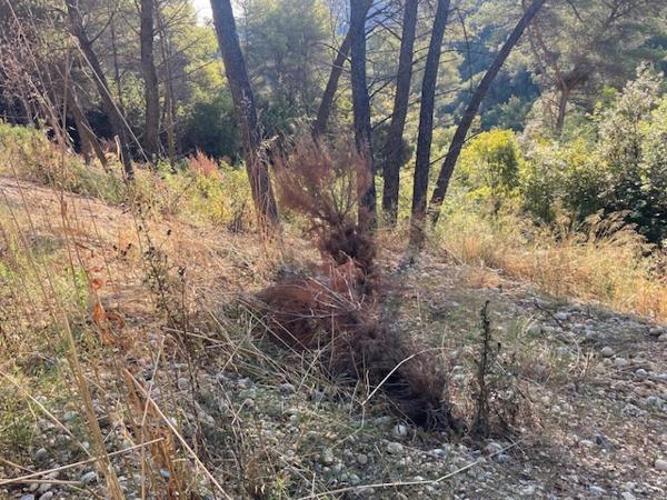 Saint-Paul-de-Vence (06570) Saint paul de vence, grand terrain viabilisé en pleine nature et calme absolu