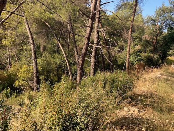 Saint-Paul-de-Vence (06570) Saint paul de vence, grand terrain viabilisé en pleine nature et calme absolu