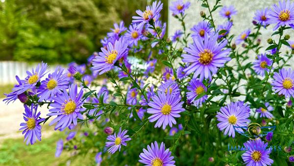 Prades le lez (34), Villa 140m2, 5 chambres, piscine, garage double, au calme.