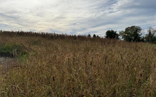 Terrain à vendre    Semussac