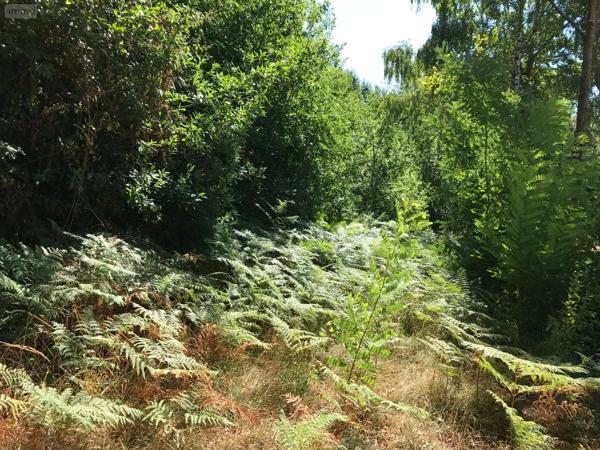 Achat - Terrain de loisirs, bois, étangs | Terrain de loisirs - Bois - Etangs Bonnétable 72110 4275 m 2