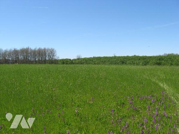 ST SARDOS (82) Au village, beau terrain de 27000 m².