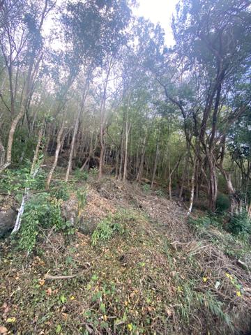 Pointe-Noire (97116) Terrain Vue mer