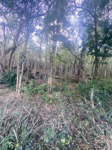 Pointe-Noire (97116) Terrain Vue mer