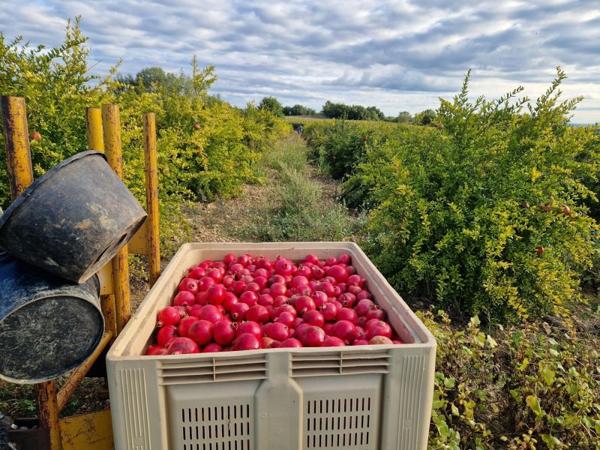 Vente / Terrain agricole