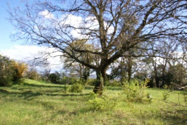 Grande maison avec terrain d’exception à découvrir et dépendance