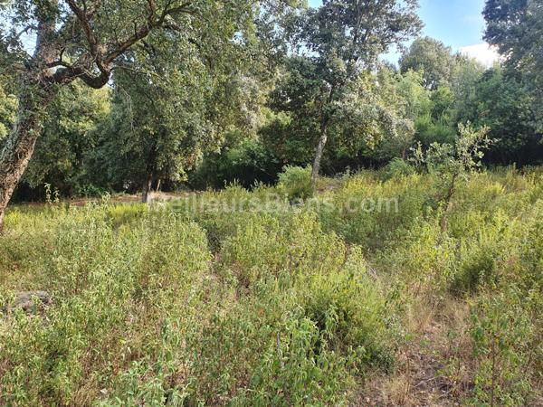 Vente terrain constructible de 1500m2 sur Acqua Citosa