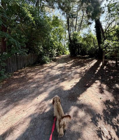 Cap Ferret limite 44 hectares, accès plage du Mimbeau, ravissante villa année 60 sur terrain de 1000 m2