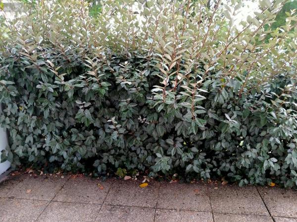 Appartement à louer à Nantes en Loire-Atlantique (44000), ref : 44028-L89