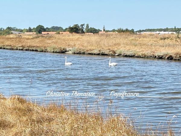 MARAIS avec cabane flottante à vendre Route du Sel à SAINT HILAIRE DE RIEZ (85)
