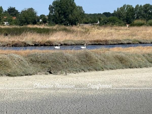 MARAIS avec cabane flottante à vendre Route du Sel à SAINT HILAIRE DE RIEZ (85)