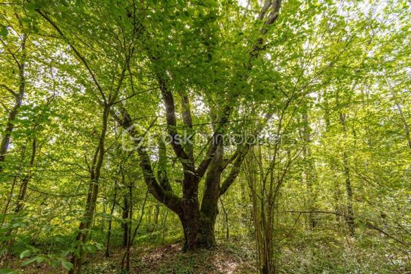 Foret de 9 702 m²