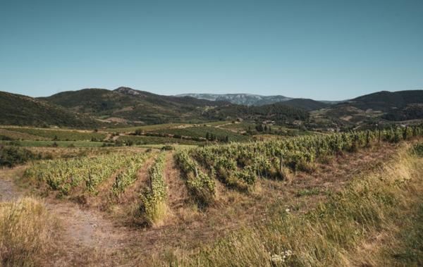 Vente Terrain Viticole bio - bâtiment agricole Cascastel-des-corbieres   