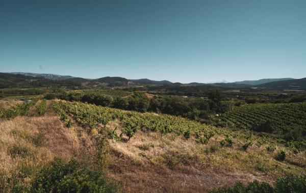 Vente Terrain Viticole bio - bâtiment agricole Cascastel-des-corbieres   